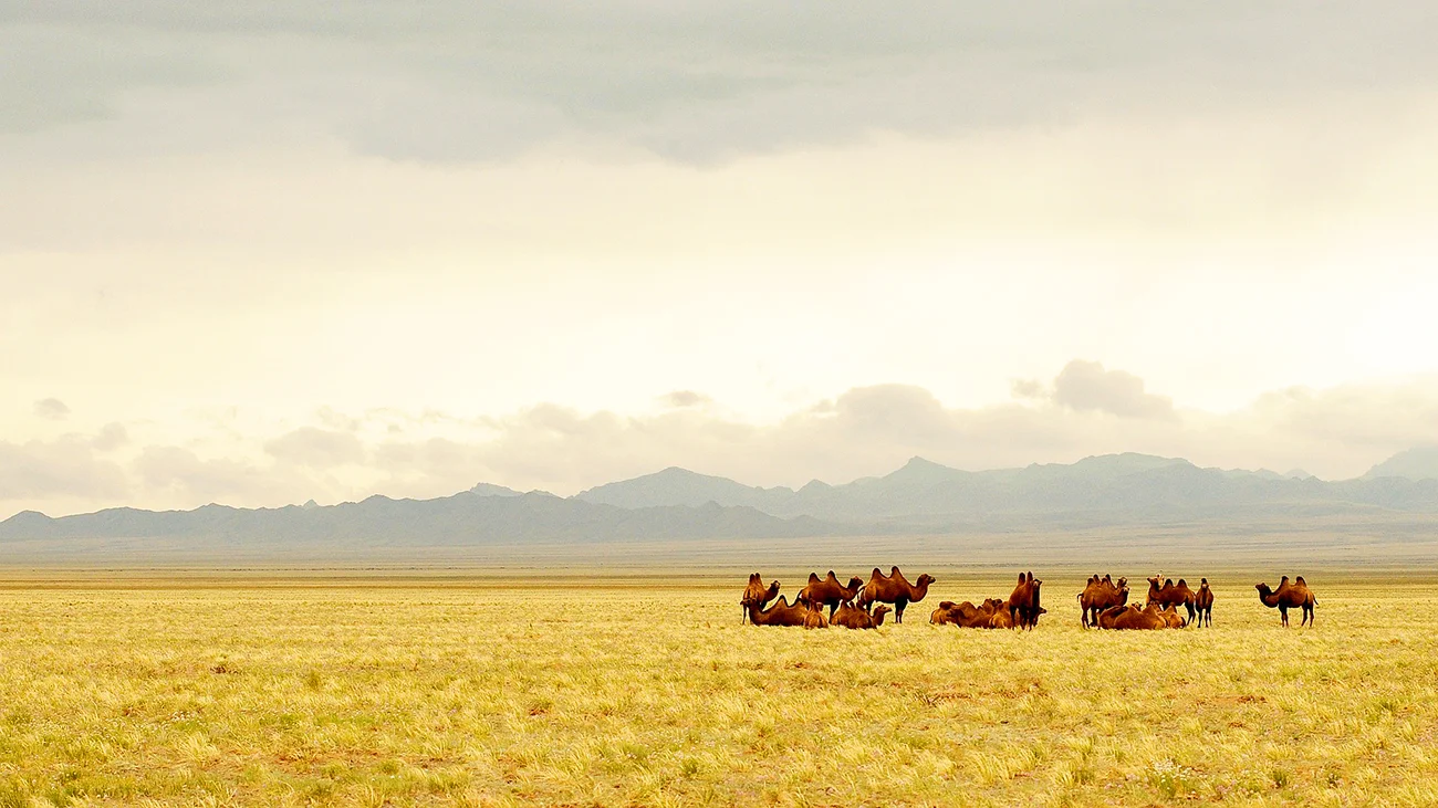 mongolia-695267_1920.webp
